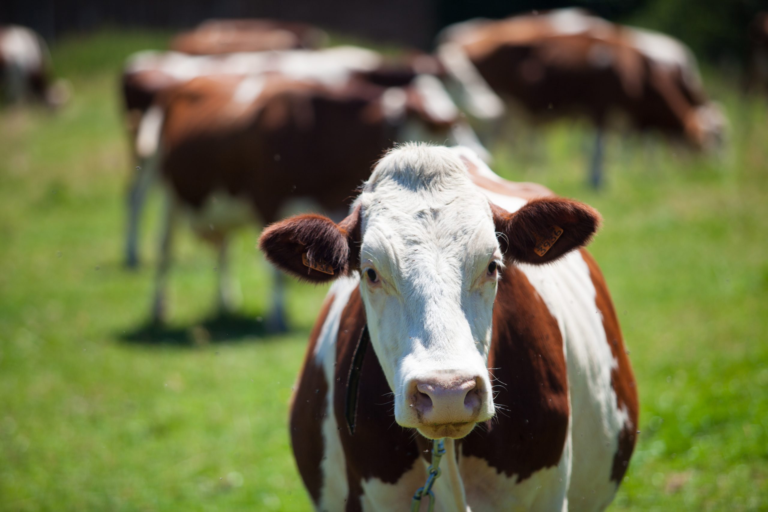 A herd of cows producing milk for Gruyere cheese in France in the spring